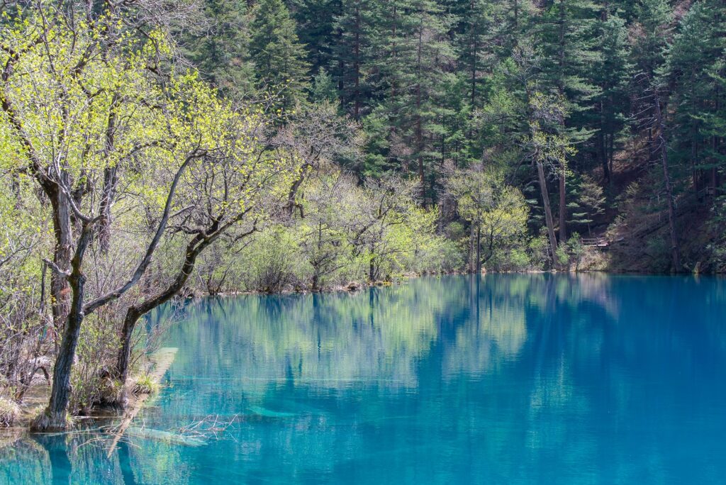 Jiuzhaigou Valley National Park spring bloom reflecting in a blue lake. Water flowing through underground karst rock formations delivers calcium carbonate to these waters making them strikingly clear.