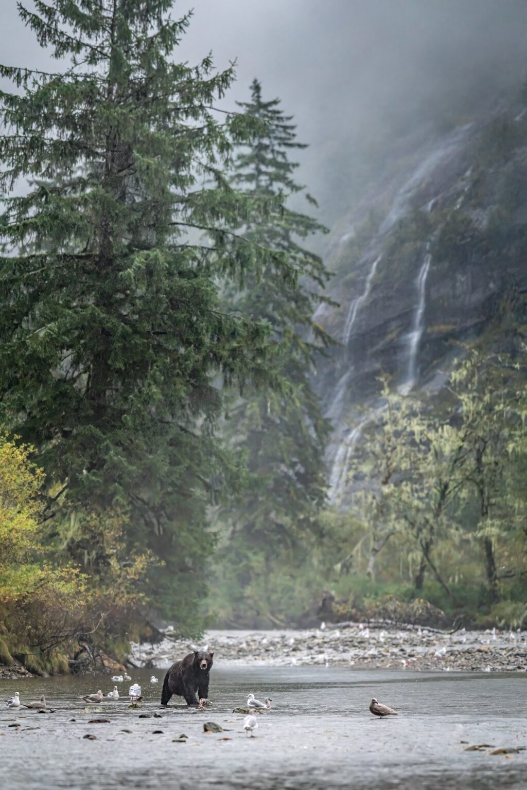 A grizzly bear fishing for salmon in the great bear rainforest.